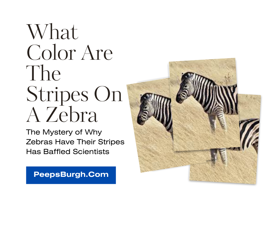 What Color Are The Stripes On A Zebra
